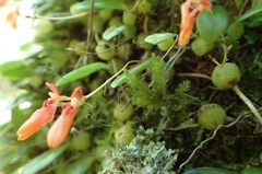 Bulbophyllum albociliatum