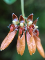 Bulbophyllum albociliatum