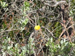Cistus atriplicifolius