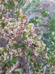 Erica globiceps consors