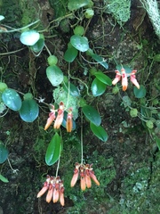 Bulbophyllum albociliatum