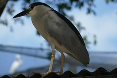 Nycticorax nycticorax image