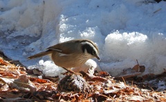 Fulvetta vinipectus