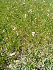 Tulipa sylvestris biebersteiniana