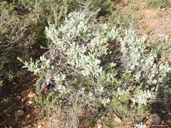 Cistus atriplicifolius