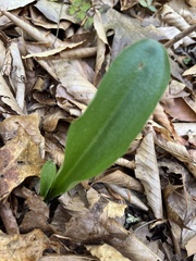 Galearis spectabilis