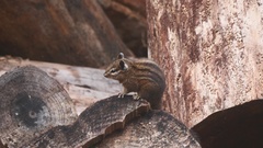 Neotamias ochrogenys