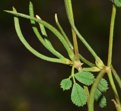 Medicago polyceratia