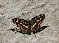 Araschnia prorsoides