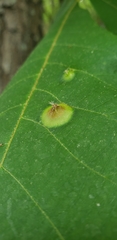 Phylloxera caryaefoliae