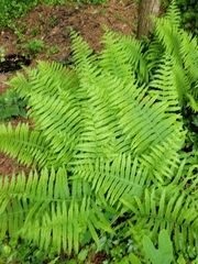 Deparia acrostichoides