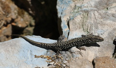 Podarcis muralis maculiventris