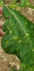 Phylloxera caryaefoliae