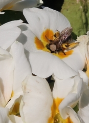 Euandrena