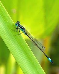 Ischnura graellsii