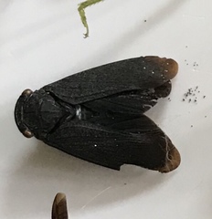 Acraephia perspicillata