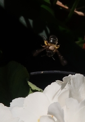 Euandrena