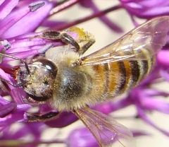 Apis mellifera