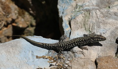 Podarcis muralis maculiventris