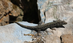 Podarcis muralis maculiventris