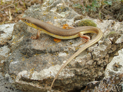 Eumeces schneiderii