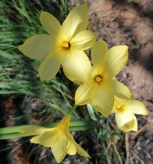 Moraea pyrophila