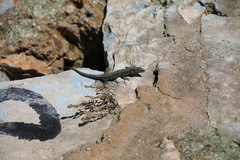 Podarcis muralis maculiventris
