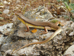 Eumeces schneiderii