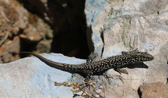 Podarcis muralis maculiventris