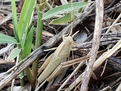 Chortophaga viridifasciata