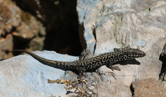 Podarcis muralis maculiventris