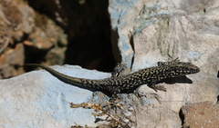 Podarcis muralis maculiventris