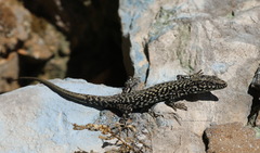 Podarcis muralis maculiventris