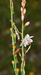 Asphodelus tenuifolius