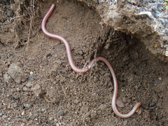 Xerotyphlops vermicularis