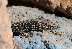 Podarcis muralis maculiventris