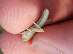 Chortophaga viridifasciata