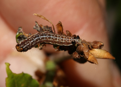 Tortricodes alternella