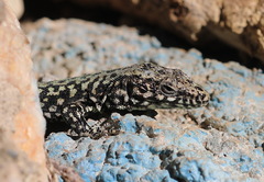 Podarcis muralis maculiventris