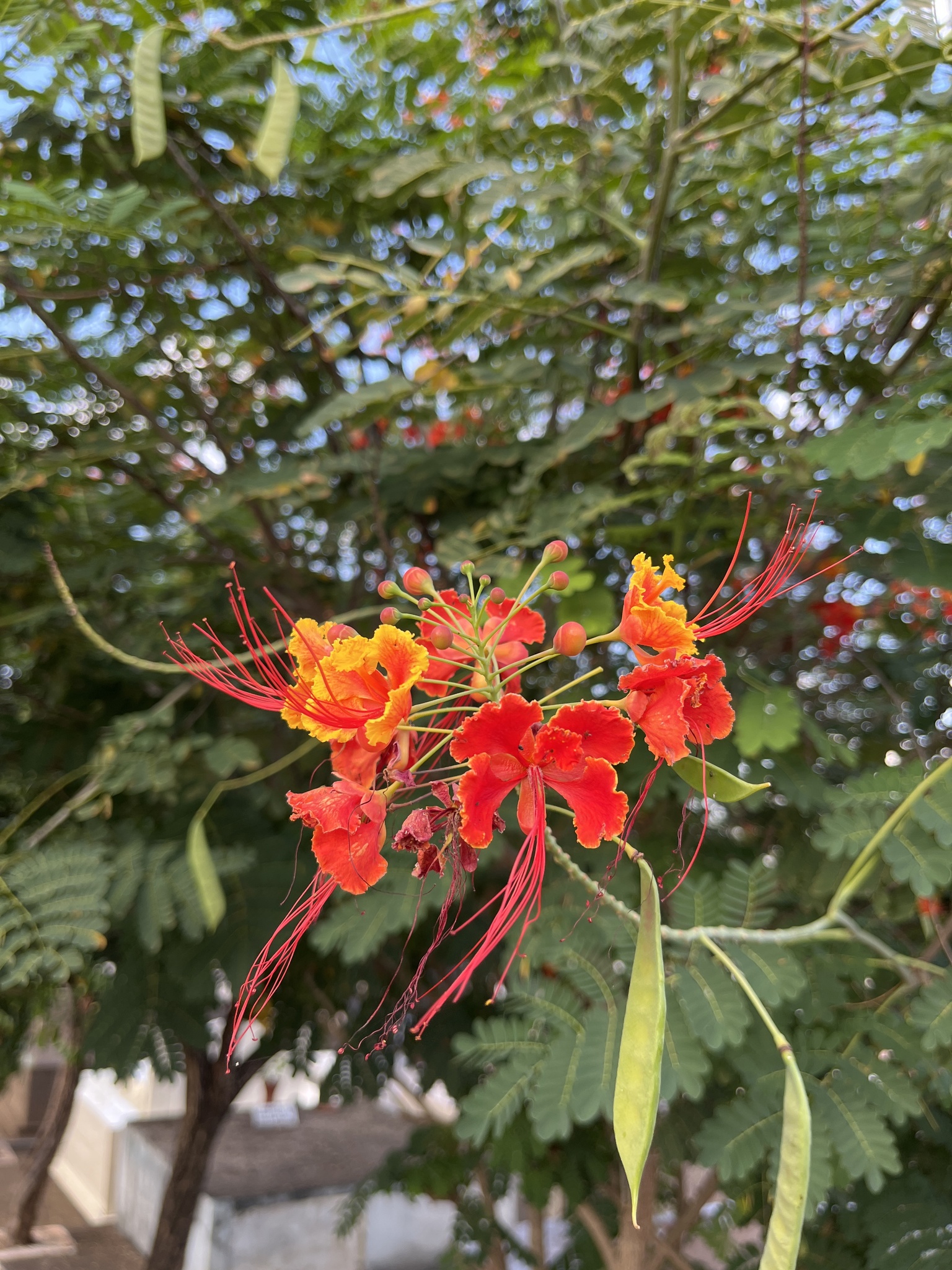 Caesalpinia pulcherrima