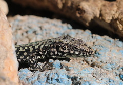 Podarcis muralis maculiventris