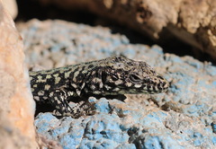 Podarcis muralis maculiventris