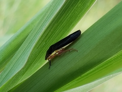 Homalodisca insolita