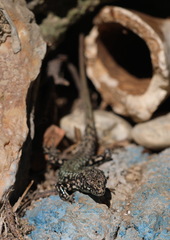 Podarcis muralis maculiventris