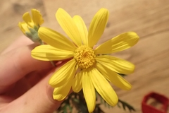 Euryops pectinatus pectinatus