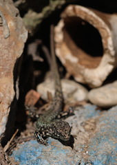 Podarcis muralis maculiventris