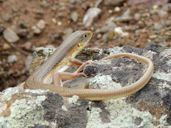 Eumeces schneiderii