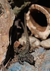 Podarcis muralis maculiventris