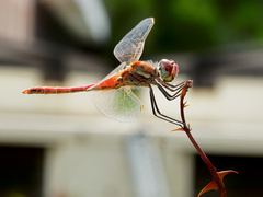 Sympetrum fonscolombii