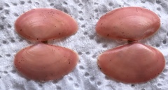 Eurytellina simulans